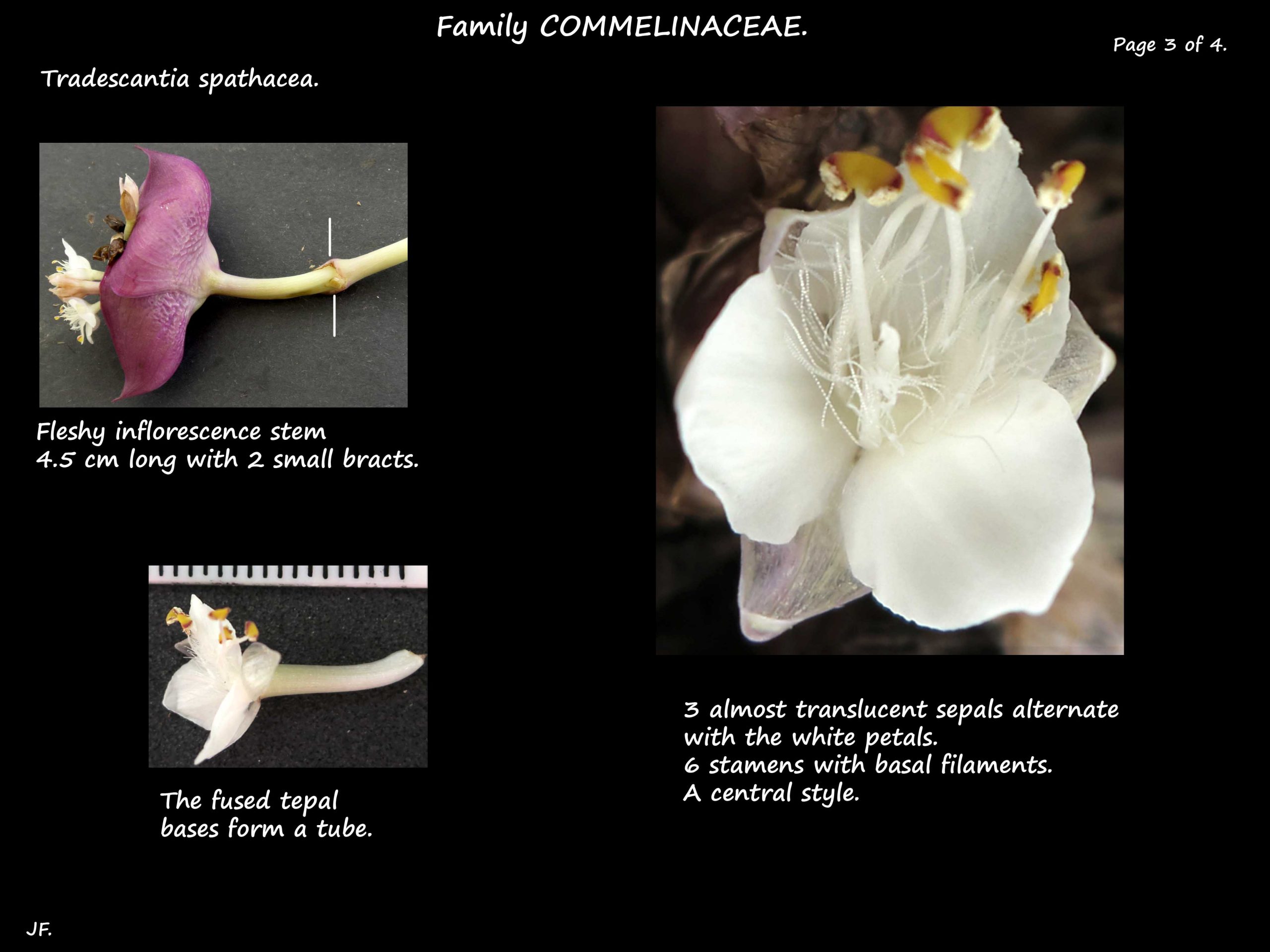 3 Tradescantia spathacea flower